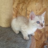 Chaton femelle bengal snow loof #1