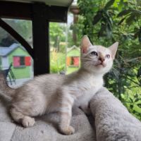 Chaton femelle bengal snow loof #0