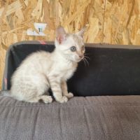 Chaton femelle bengal snow loof #3