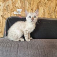 Chaton femelle bengal snow loof #4