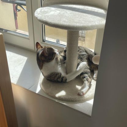 Chaton de 10 mois à donner #2