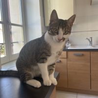 Chaton de 10 mois à donner #0