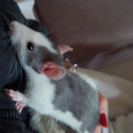 2 rats de 2 mois environ avec cage #1