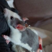 2 rats de 2 mois environ avec cage #1