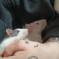 2 rats de 2 mois environ avec cage