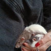 2 rats de 2 mois environ avec cage #3