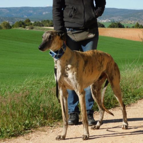 Levante, 5 ans – un cœur tendre à apprivoiser #1