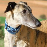 Levante, 5 ans – un cœur tendre à apprivoiser #2