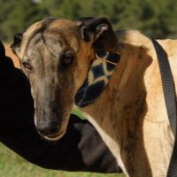 Levante, 5 ans – un cœur tendre à apprivoiser #4