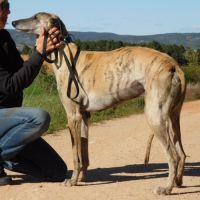 Levante, 5 ans – un cœur tendre à apprivoiser