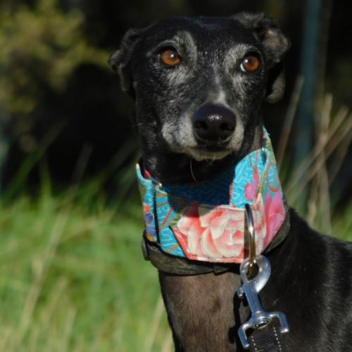 Naomi, 2 ans – une adoption du cœur❤️ #1