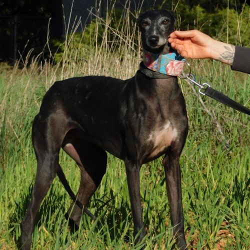 Naomi, 2 ans – une adoption du cœur❤️ #5