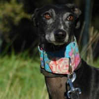 Naomi, 2 ans – une adoption du cœur❤️ #1