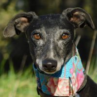 Naomi, 2 ans – une adoption du cœur❤️ #0