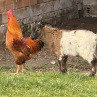 2 chevreaux nains mâles ou castrés, jumeaux 4mois #1