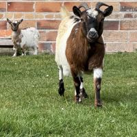 2 chevreaux nains mâles ou castrés, jumeaux 4mois #0