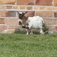 2 chevreaux nains mâles ou castrés, jumeaux 4mois #3