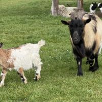 2 chevreaux nains mâles ou castrés, jumeaux 4mois #4