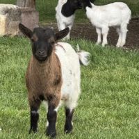 2 chevreaux nains mâles ou castrés, jumeaux 4mois #5