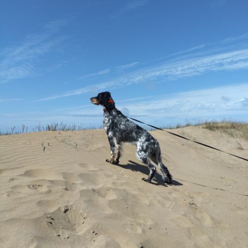 Vends chiots setter anglais #1