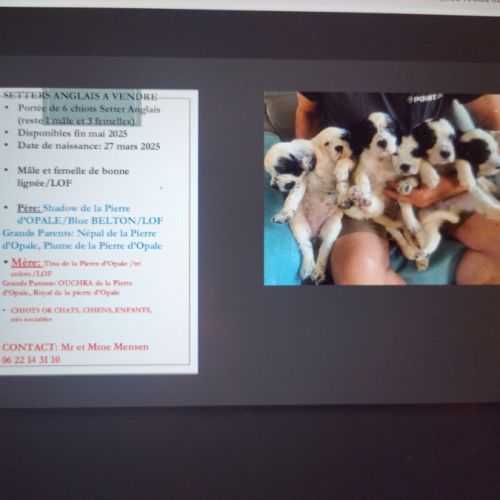 Vends chiots setter anglais #6