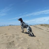 Vends chiots setter anglais #1