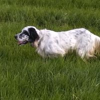 Vends chiots setter anglais #2