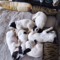 Vends chiots setter anglais #5