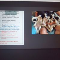 Vends chiots setter anglais #6