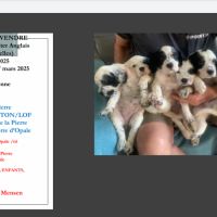 Vends chiots setter anglais #7