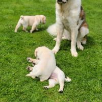 Magnifiques labrador sable lof #1