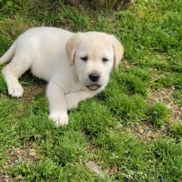 Magnifiques labrador sable lof #2