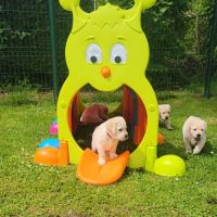 Magnifiques labrador sable lof
