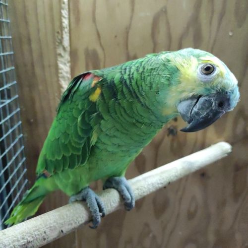 Amazone à front bleu eam #1