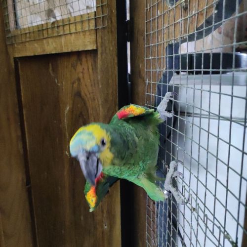 Amazone à front bleu eam #3