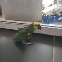 Amazone à front bleu eam