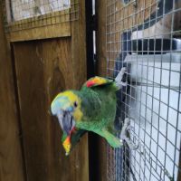 Amazone à front bleu eam #3