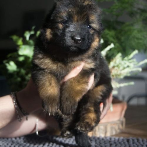 Chiots berger allemand poil long lof à réserver #1