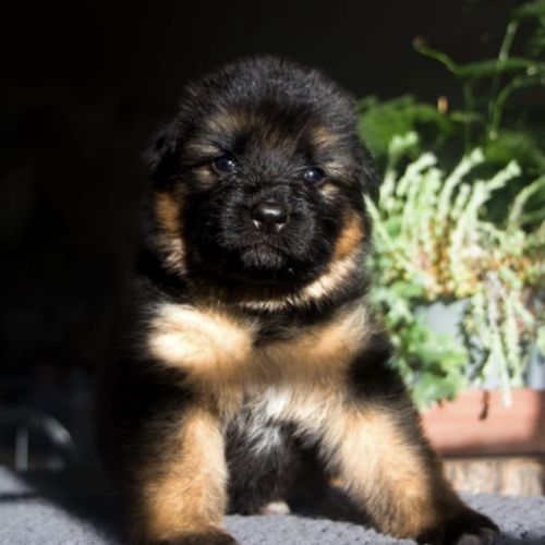 Chiots berger allemand poil long lof à réserver #2