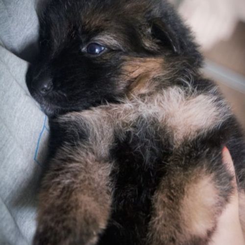 Chiots berger allemand poil long lof à réserver #3