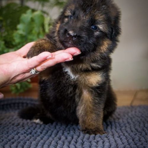 Chiots berger allemand poil long lof à réserver #0
