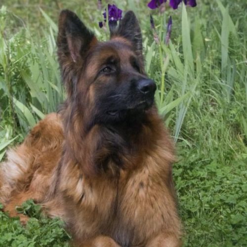 Chiots berger allemand poil long lof à réserver #7