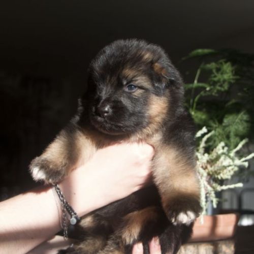 Chiots berger allemand poil long lof à réserver #9