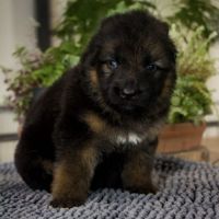 Chiots berger allemand poil long lof à réserver #4