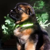 Chiots berger allemand poil long lof à réserver #8