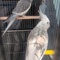 Couple de calopsitte