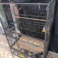 Couple de calopsitte #2