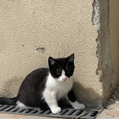 Chaton femelle maine coon loof #1