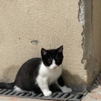 Chaton femelle maine coon loof #1