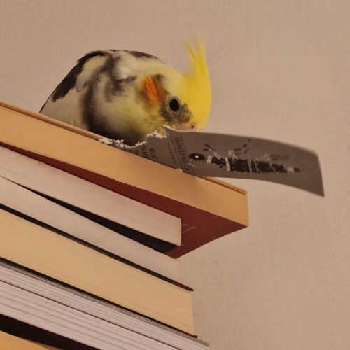 Calopsitte élever main à vendre #2